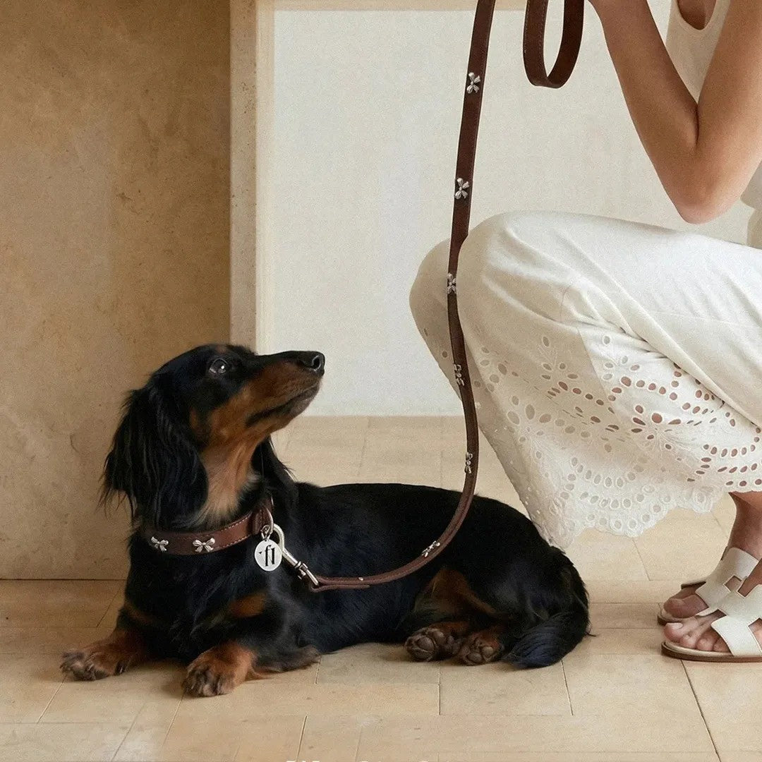 Dog wearing butterfly charm collar indoors
