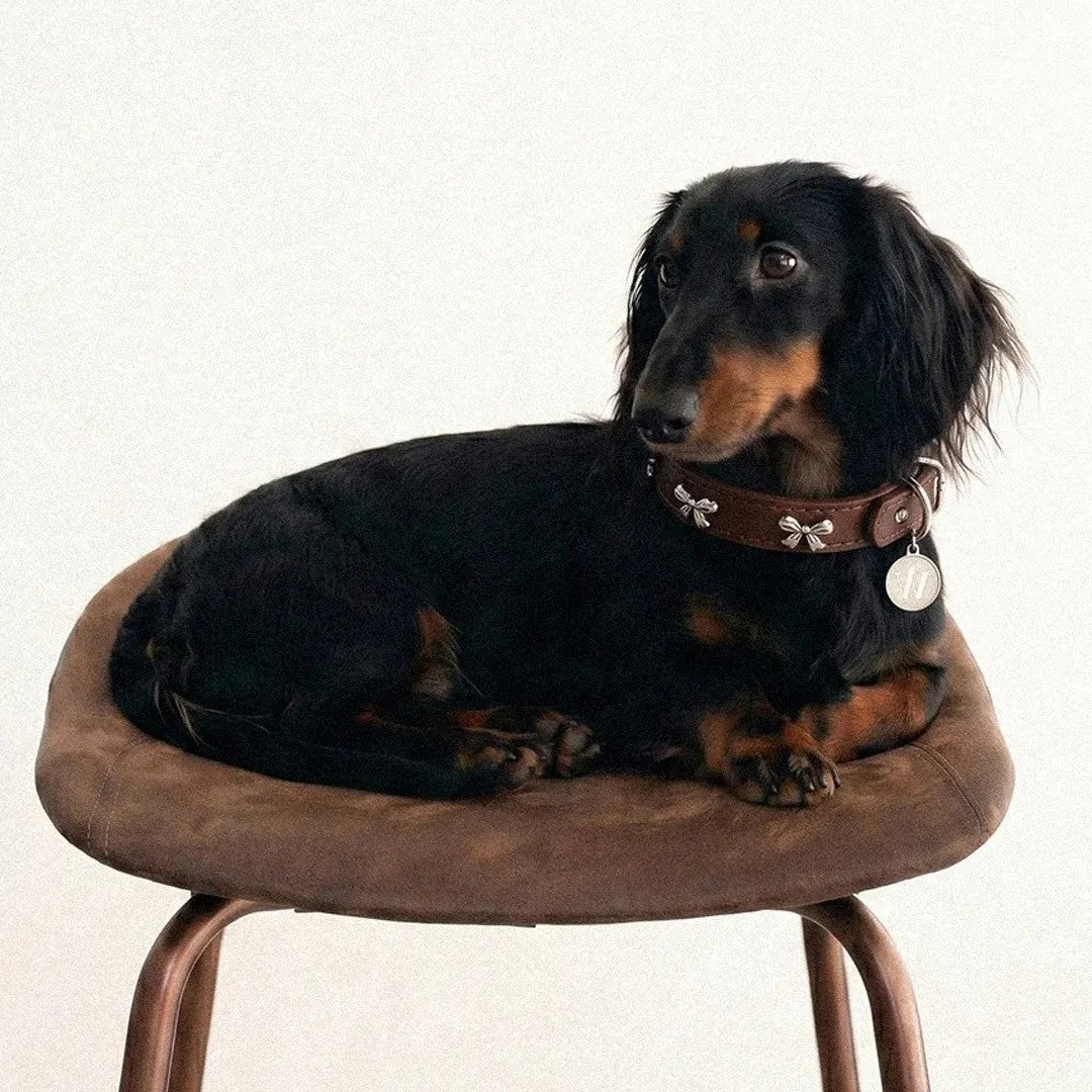 Small dog wearing butterfly charm collar on chair