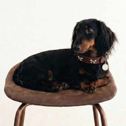 Small dog wearing butterfly charm collar on chair