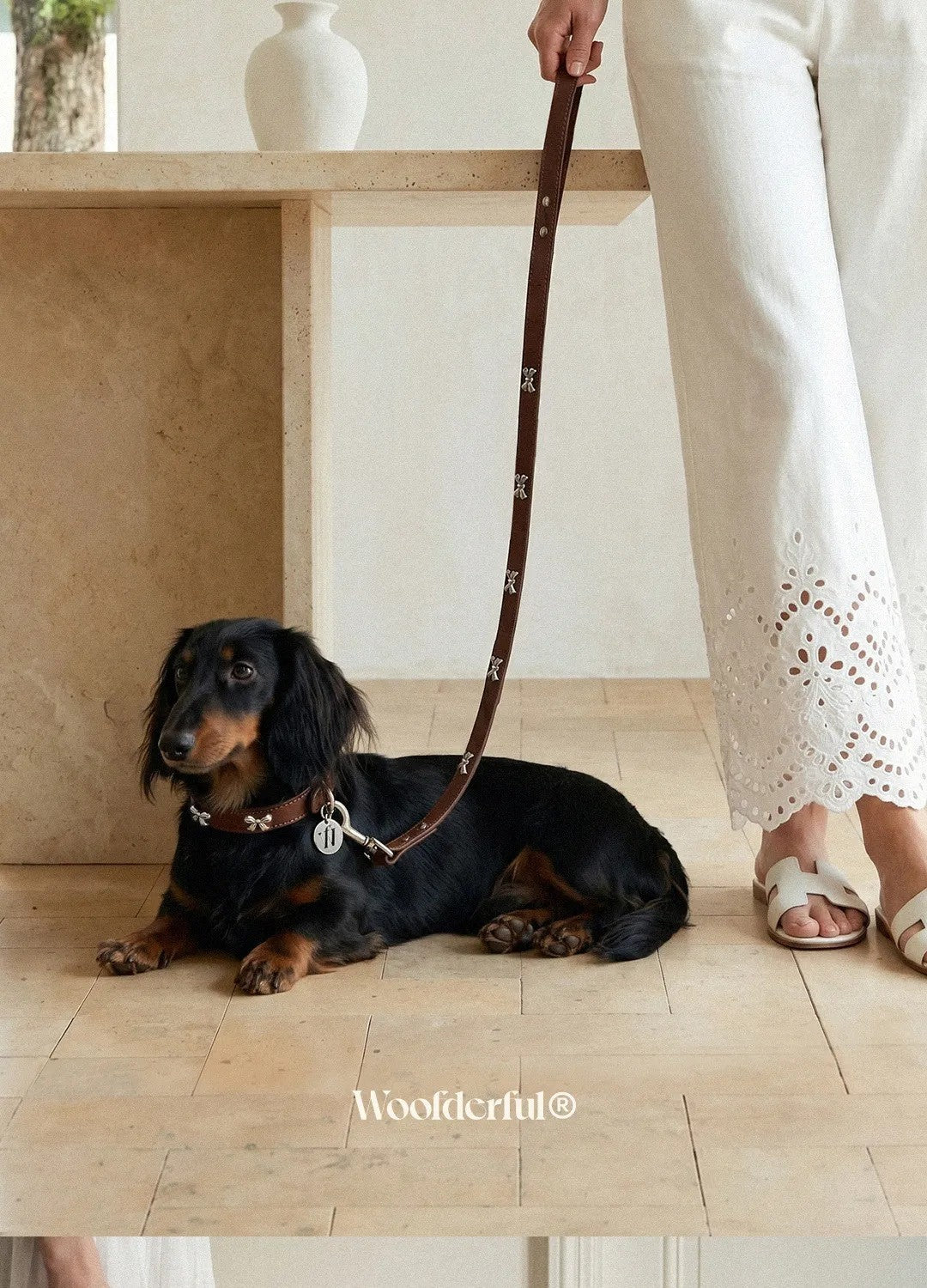 Small dog wearing butterfly collar lifestyle image