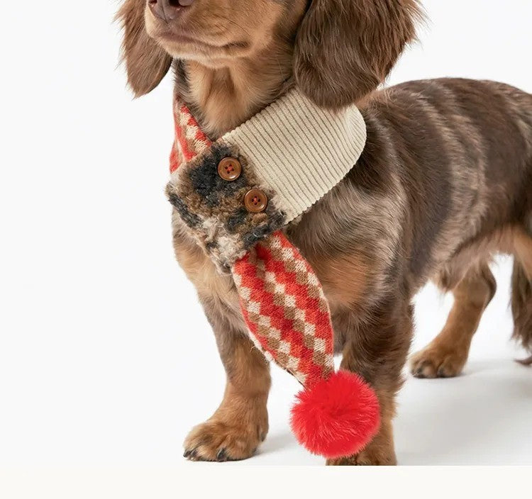 Dachshund close-up wearing Christmas pet scarf