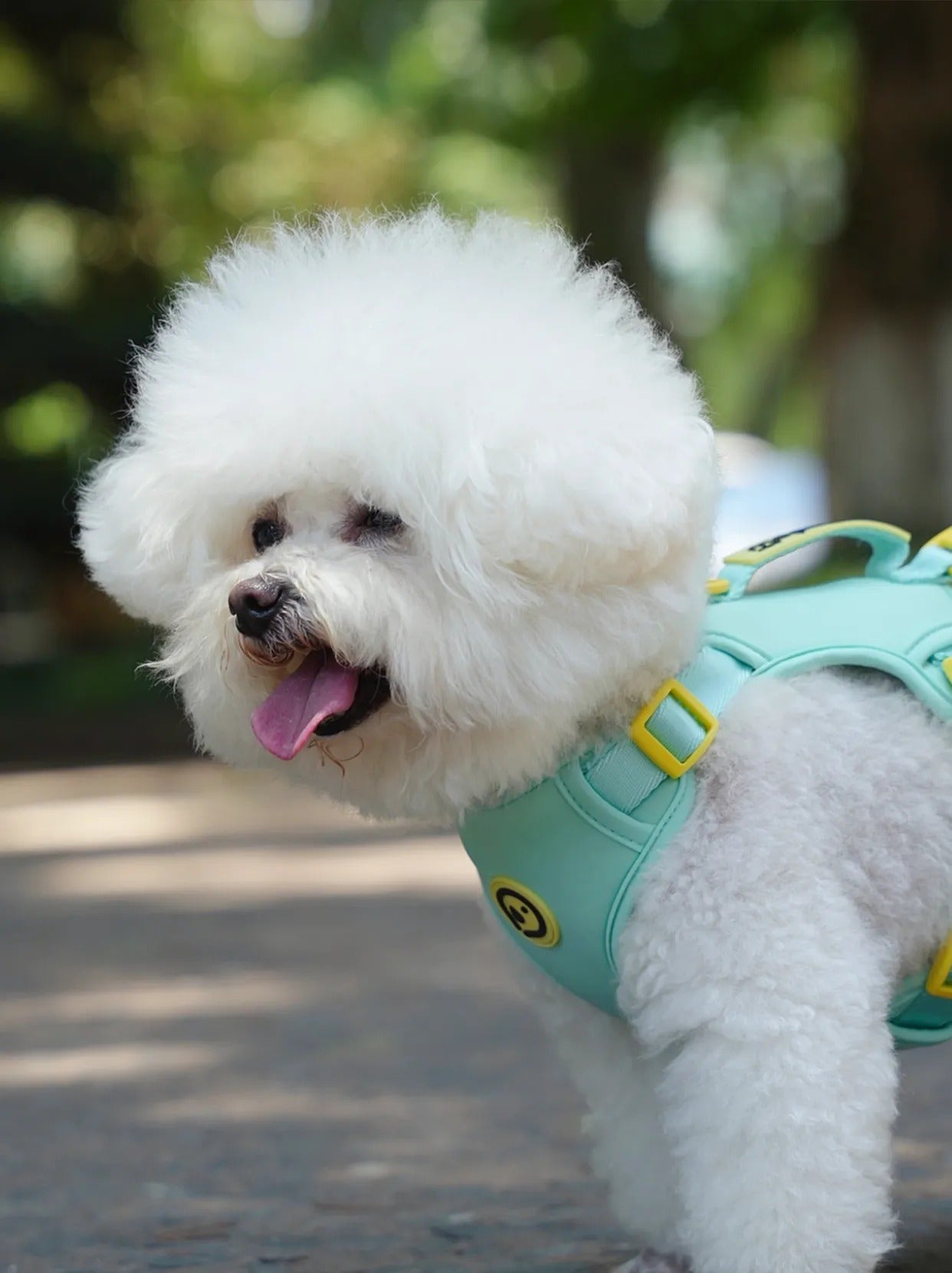 Dog wearing a mint blue harness walking set