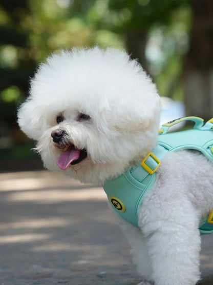 Dog wearing a mint blue harness walking set