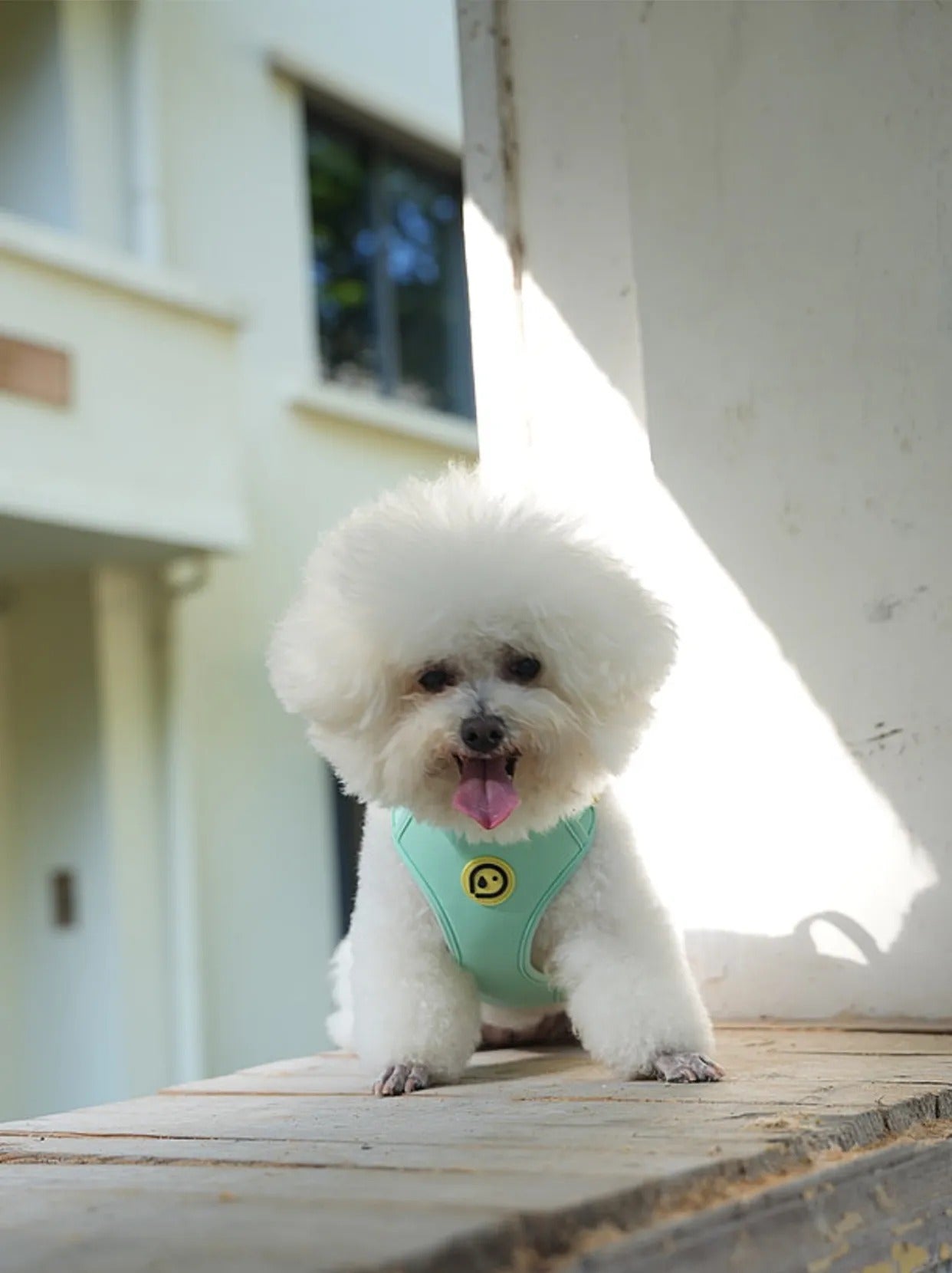 Mint blue pet harness detail for small dogs